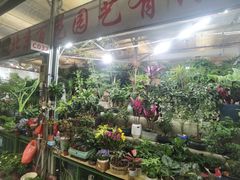 -朝来春花卉市场