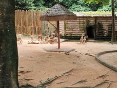 -深圳野生动物园