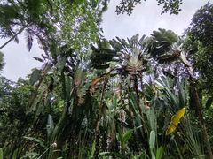 -中国科学院西双版纳热带植物园