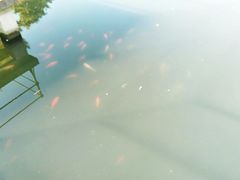 -西湖外事游船(花港观鱼码头)