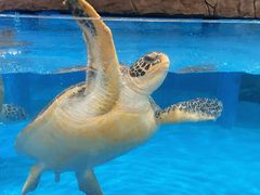 -芜湖新华联大白鲸海洋公园