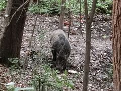 -紫金山山顶公园