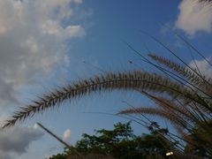 -映月湖公园