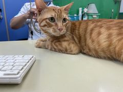 -瑞派动物医院·猫专科·至诚(江南中分院)