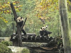 -都江堰中华大熊猫苑