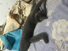 -猫大福·Fortune Cat猫舍(百子湾店)
