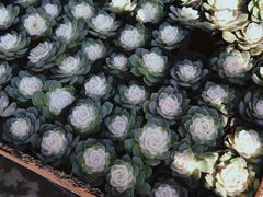 -三圣花乡旅游区