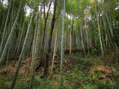 -上海佘山国家森林公园天马山园