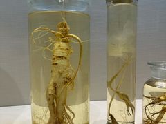 -广东中医药博物馆