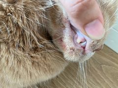 -爱侣宠医·鹦鹉专科·小型哺乳类·异宠专科(灵石路店)