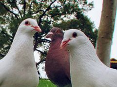 -西湖外事游船(花港观鱼码头)