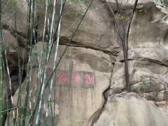 -铁山坪森林公园