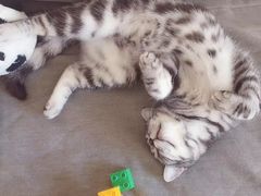-A猫a狗全科·犬猫异宠·芥西宠物医院(南开总院)