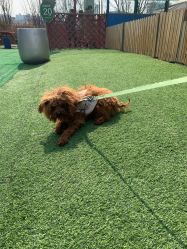 -萌宠亲子动物乐园(槐房万达店)