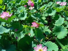 -莲花池公园