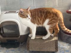 -艾贝尔宠物诊疗