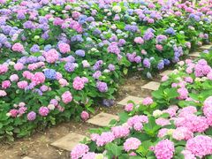 -金银湖国家城市湿地公园