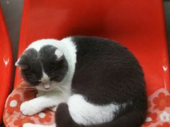 -猫咪博物馆(顶澳仔猫街店)