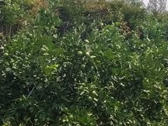 -前小桔亲子创意农场·草莓采摘·露营烧烤