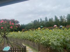 -荷兰花海