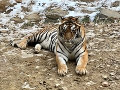 -栾川竹海野生动物园