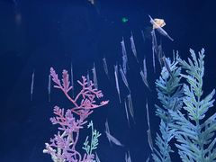 -上海海洋水族馆