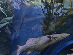 -上海海洋水族馆