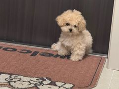 -萌宠之家·腊肠犬·马尔泰·小体犬舍