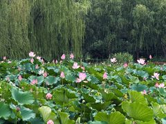 -莲花池公园