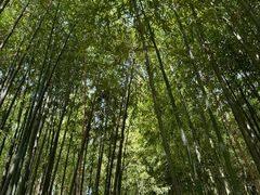 -泰山风景名胜区-普照寺