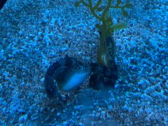 -上海海洋水族馆