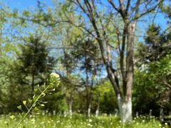 -长白岛森林公园