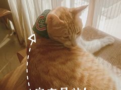-猫咖时代(中山亭店)
