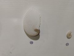 -青岛贝壳博物馆