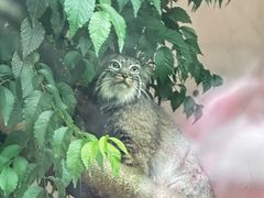 -青藏高原野生动物园