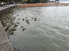 -西湖游船