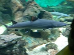 -北戴河圣蓝海洋公园