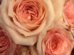 -静岸花卉园艺(三星坊店)