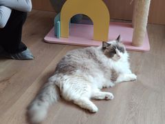 -MOCHA明星猫咖(田子坊店)