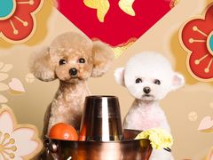 -读宠于你·约克夏比熊·睫角守宫·爬宠售卖(高新店)