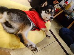 -逗柴咖啡屋·狗咖猫咖宠物桌游