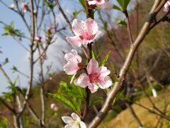 -深圳仙湖植物园