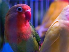 -青石桥花鸟鱼虫市场(叠翠城店)