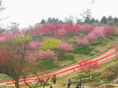 -秀丽东方