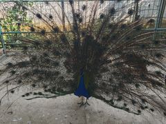 -独树成林