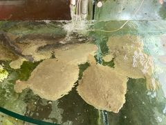 -四海鲜渔家菜(黄金海岸店)