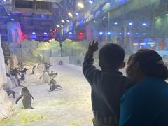 -芜湖新华联大白鲸海洋公园