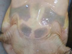 -岳各庄批发市场(西四环中路店)