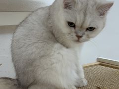 -1013 PET SHOP精品宠物商店(丁香店)