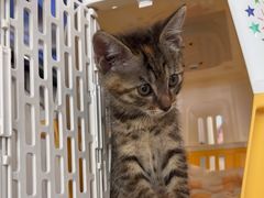 -伟伟宠物医院·CT影像中心·瑞派犬猫综合性门诊(汉口总院)